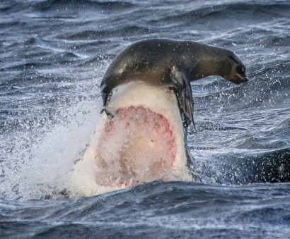 Акула на глазах у туристов напала на тюленя
