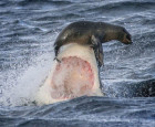 The shark in front of tourists attacked the seal