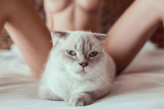 Վիետնամցի լուսանկարչի մոդելն իր մերկությունը ծածկել է կատվով