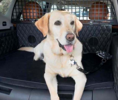 Компания Nissan создает первый в мире багажник для собак