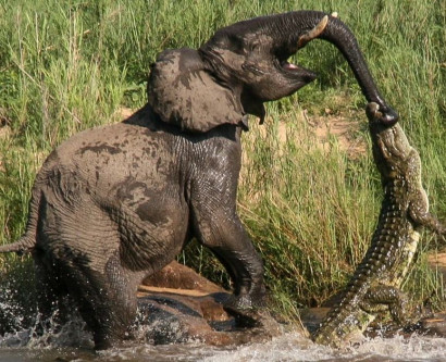 Elephant lucky from the jaws of crocodile