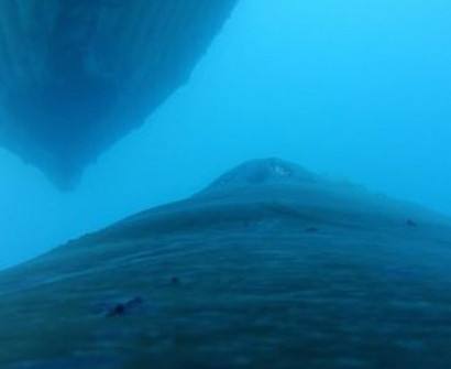 Антарктика глазами кита