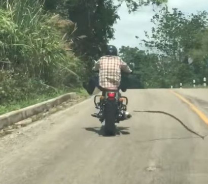 В Тайланде змея напала на едущего мотоциклиста