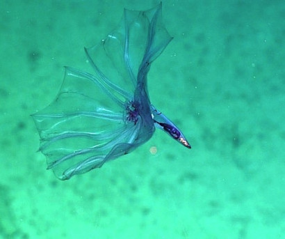 Кто живёт на дне Тихого океана: снимки, сделанные глубоководным аппаратом