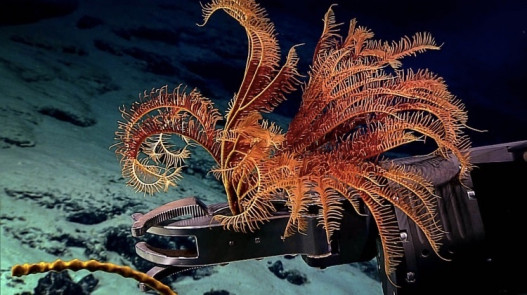 Дистанционно управляемый подводный аппарат Deep Discoverer берёт экземпляр морской лилии для изучения. Ранее этот вид был замечен только у берегов Индонезии.