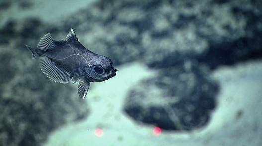 Oreosomatidae ընտանիքի ձուկ
