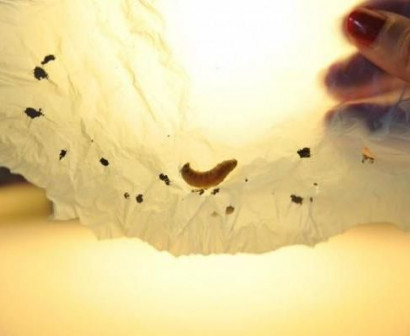 Caterpillar found to eat shopping bags, suggesting biodegradable solution to plastic pollution