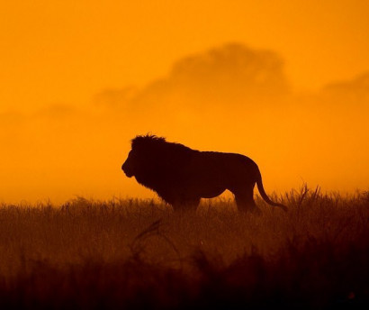 Дикие животные Африки в золотистых лучах заката и рассвета
