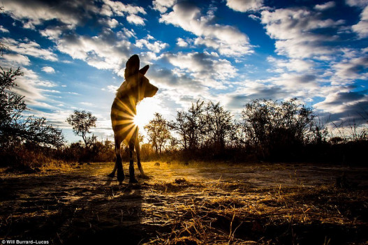 Дикие животные Африки в золотистых лучах заката и рассвета