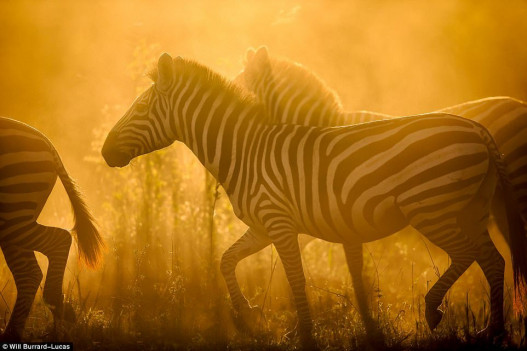 Աֆրիկայի վայրի կենդանիները՝ մայրամուտի և այգաբացի ոսկյա շողերում