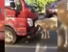 Heartbreaking: Grieving mother goat uses her head to stop truck from moving after it runs over her babies on busy road