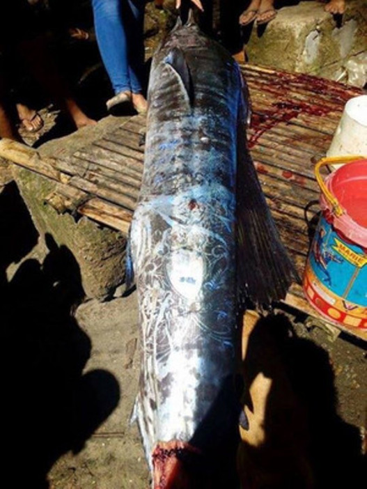 Առեղծվածային նախշերով ու «դաջվածքներով» ձուկ են որսացել Ֆիլիպիններում