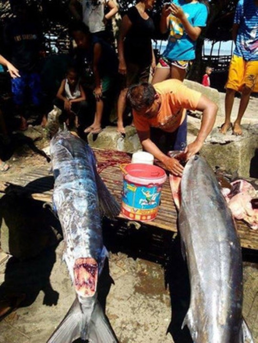 Առեղծվածային նախշերով ու «դաջվածքներով» ձուկ են որսացել Ֆիլիպիններում