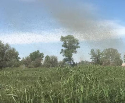В Ростовской области наблюдали комариный торнадо