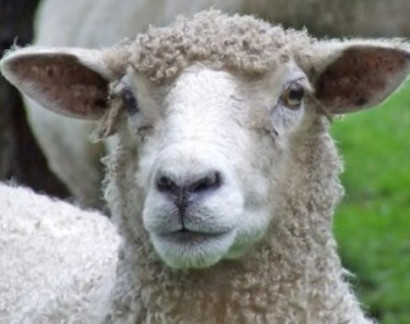 Mutant sheep found to have MOUTH growing in its ear complete with teeth and swallow reflex