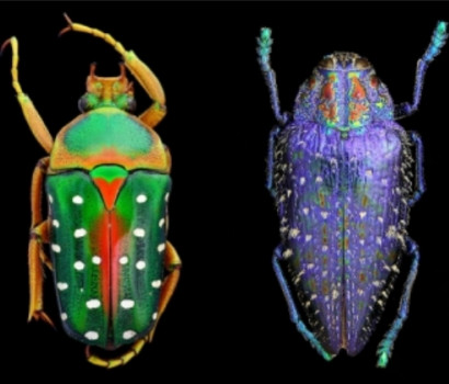 Невероятно красивые и красочные макрофотографии самых красивых жуков планеты