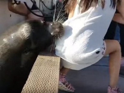 In Canada, a sea lion grabbed a child and dragged him under the water
