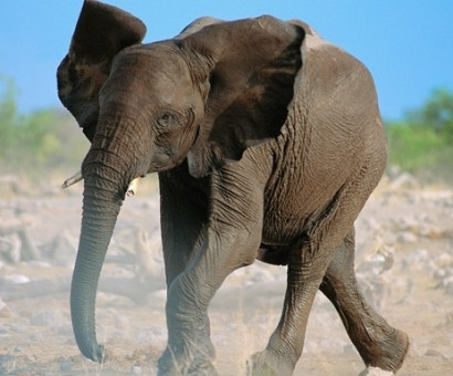 В Зимбабве слон раздавил охотника, стрелявшего в его собратьев