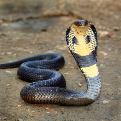 Որն է թունավոր ամենաերկար օձը