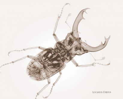 Рентгеновские снимки насекомых, которые покажут вам что у них внутри