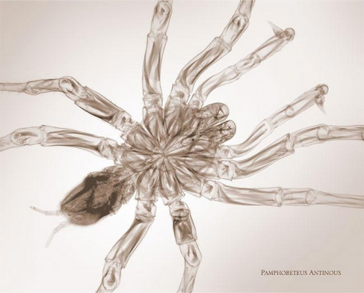 Рентгеновские снимки насекомых