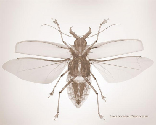 Рентгеновские снимки насекомых