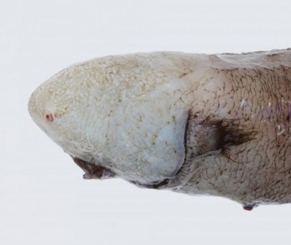 Ավստրալիայում խորջրյա «անդեմ» ձուկ են որսացել
