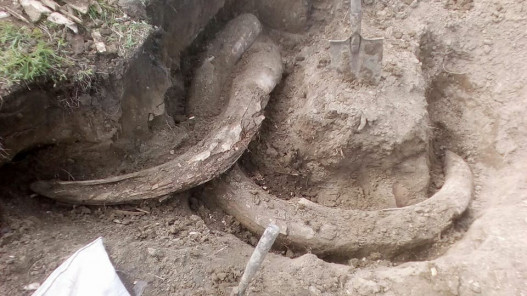 Յակուտյայի բնակիչը հողամասում հայտնաբերել է մամոնտի եղջյուրներ