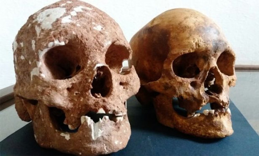 Череп Диарума (слева) и череп Апиуны (справа)