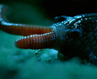 Rare Giant Snail Feasts On Earthworm - Wild New Zealand - BBC Earth