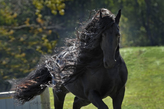 Ֆրիդրիխ Մեծ՝ աշխարհի ամենագեղեցիկ ձին