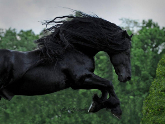 Ֆրիդրիխ Մեծ՝ աշխարհի ամենագեղեցիկ ձին