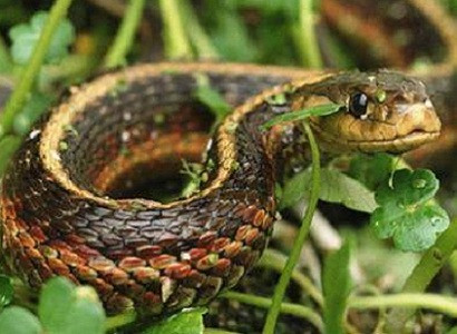 Հայաստանում օձի խայթոցի դեպքերն ավելացել են․ ԱՆ