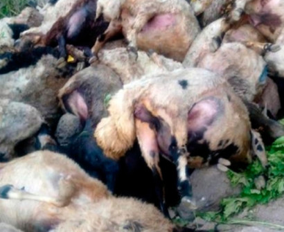 Десятки турецких овец прыгнули со скалы и разбились насмерть