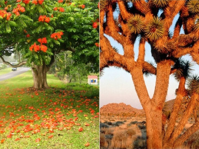 Արտասովոր գեղեցկության ծառեր, որոնց գոյությանը դժվար է հավատալ