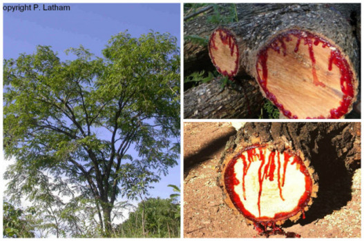 Кровоточащее дерево (Африканский тик)