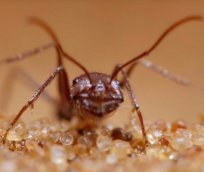 Փախուստ թակարդից. BBC-ն հրապարակել է մրջյունի գոյության պայքարը՝ Նամիբ անապատում