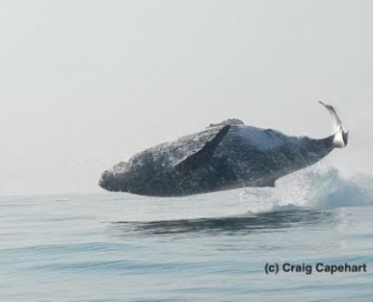Аквалангист выложил на YouTube видео, как гигантский кит целиком выскочил из воды