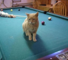 He was purrfect: Honorary cat mayor in Alaska town dies