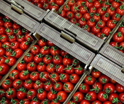 В Калининграде запретили ввоз томатов из Азербайджана