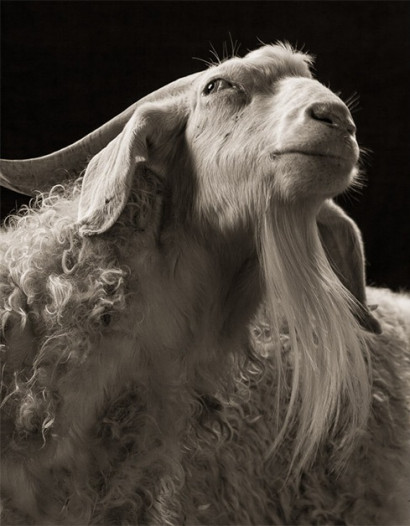 Удивительные студийные портреты коз