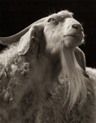 Majestic Black and White Studio Portraits of Goats and Sheep by Kevin Horan