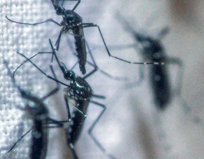 В Калифорнии выпустят 20 миллионов зараженных комаров
