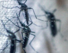 In California, released 20 million infected mosquitoes