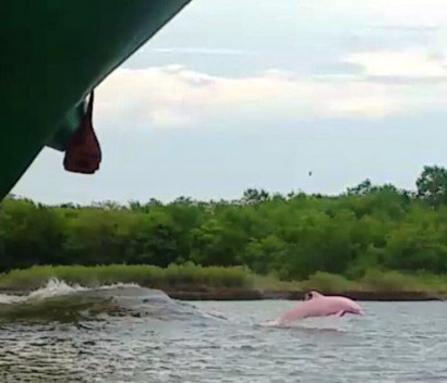 В США засняли редчайшего розового дельфина
