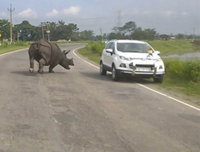 Грозный носорог распугал автомобилистов в индии