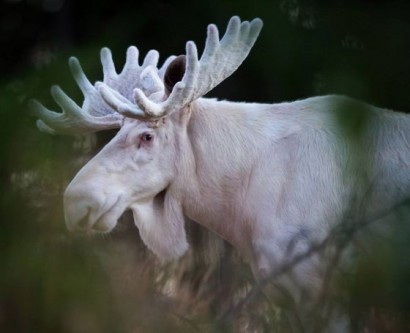 Եզակի սպիտակ հյուսիսային եղջերու է նկատվել Շվեդիայի անտառներում (տեսանյութ)