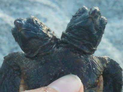 Студенты во Флориде нашли черепаху с двумя головами
