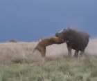 A lions attempt in hunting a hippo backfires horribly.