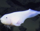 Fish filmed at a record depth of 8,178 meters